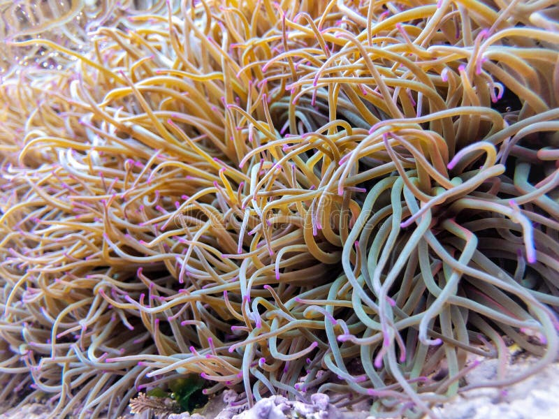 Actiniaria waiting for the tide to rise again stock photos