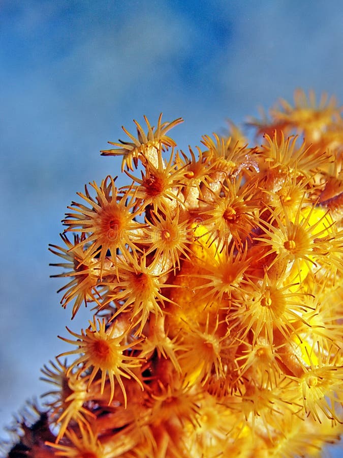 A group of orange sea anemones sitting on an yellow sponge. A group of orange sea anemones sitting on an yellow sponge