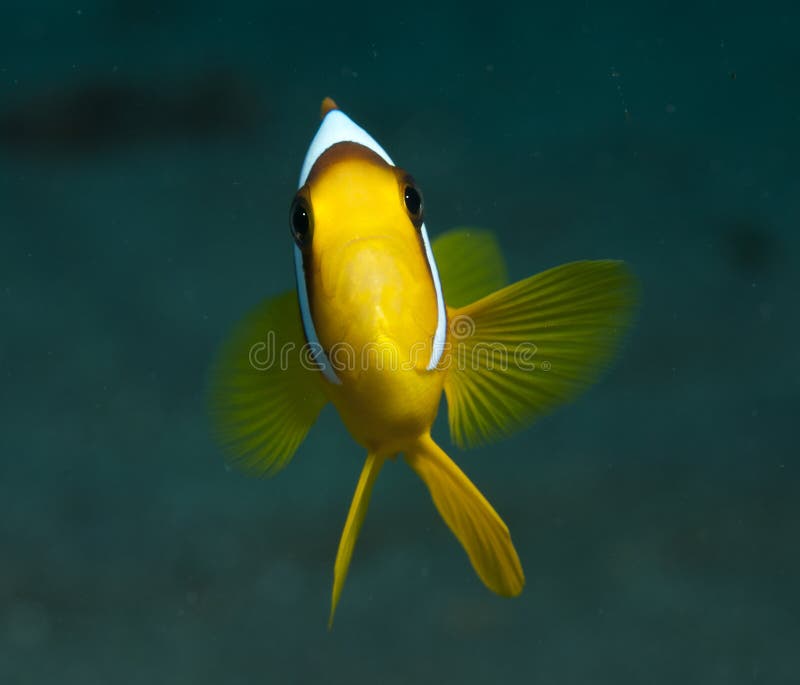 anemonfisk royaltyfria bilder anemonfisk royaltyfria bilder