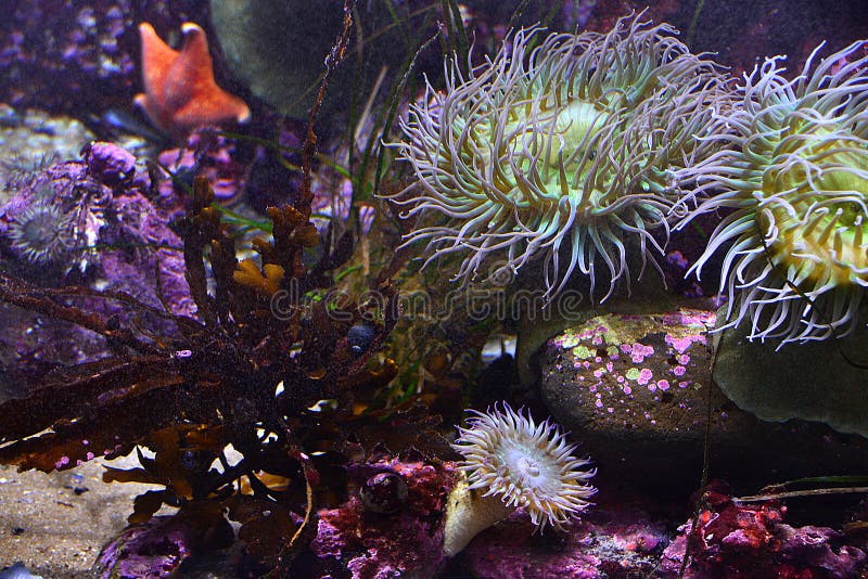Anemoni di mare fotografia stock libera da diritti Anemoni di mare fotografia stock libera da diritti