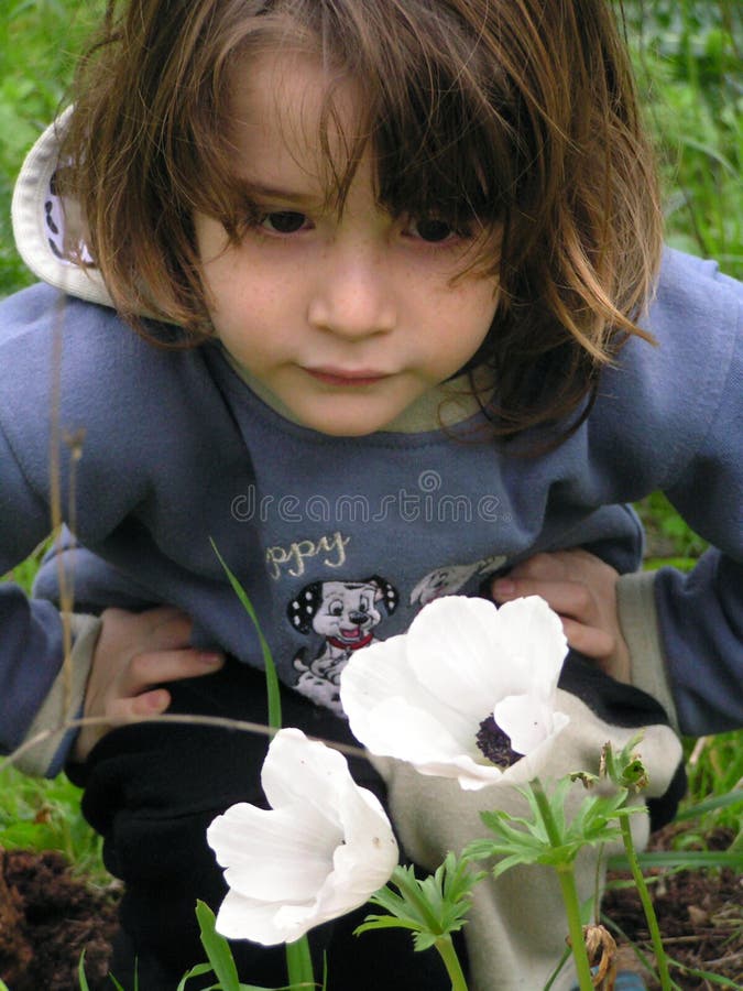 anemonwhite arkivfoto anemonwhite arkivfoto