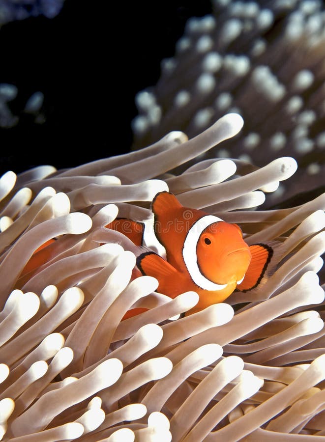 Anenomefish immagini stock Anenomefish immagini stock