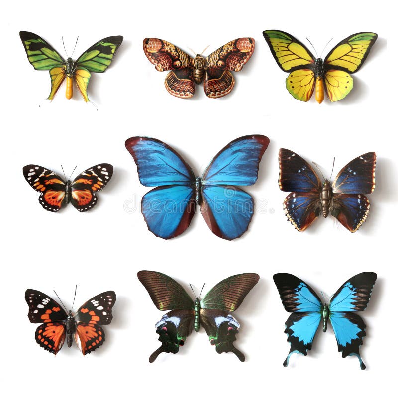 Angefüllte Insekten Schmetterlingssammlung stockbilder Angefüllte Insekten Schmetterlingssammlung stockbilder