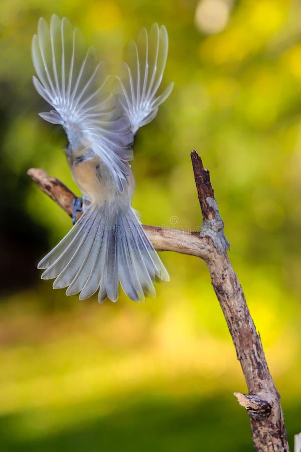 Angel Chickadee photo libre de droits Angel Chickadee photo libre de droits