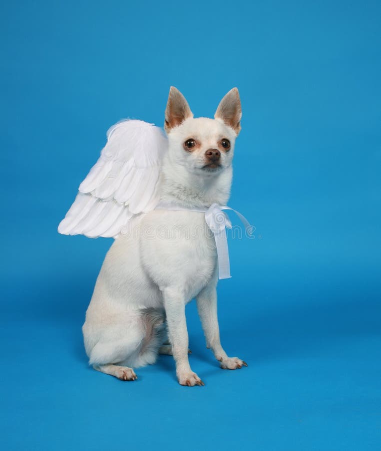 Black Labrador Mix Puppy Wearing Angel Wings Stock Image Image of