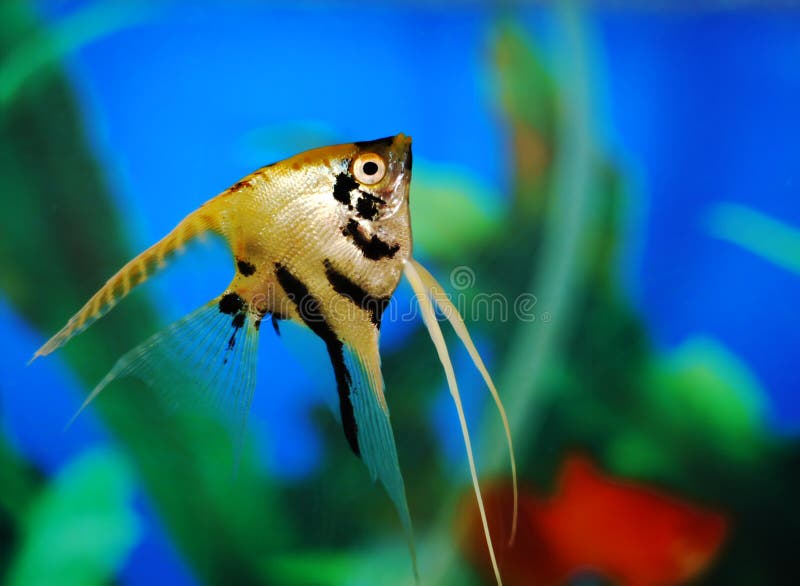 Angel fish royalty free stock image