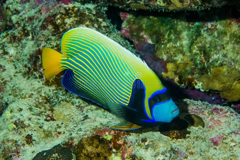 Angel Fish On Reef reale variopinto fotografia stock Angel Fish On Reef reale variopinto fotografia stock