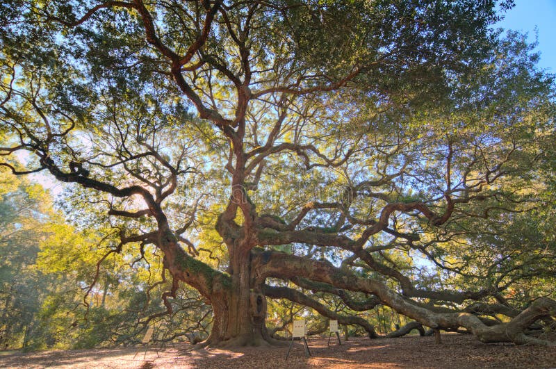 Angel Oak stock image. Image of angel, island, carolina 54416863