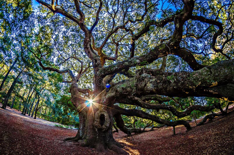 Angel Oak Tree Op John ` S Eiland Zuid-Carolina Stock Afbeelding