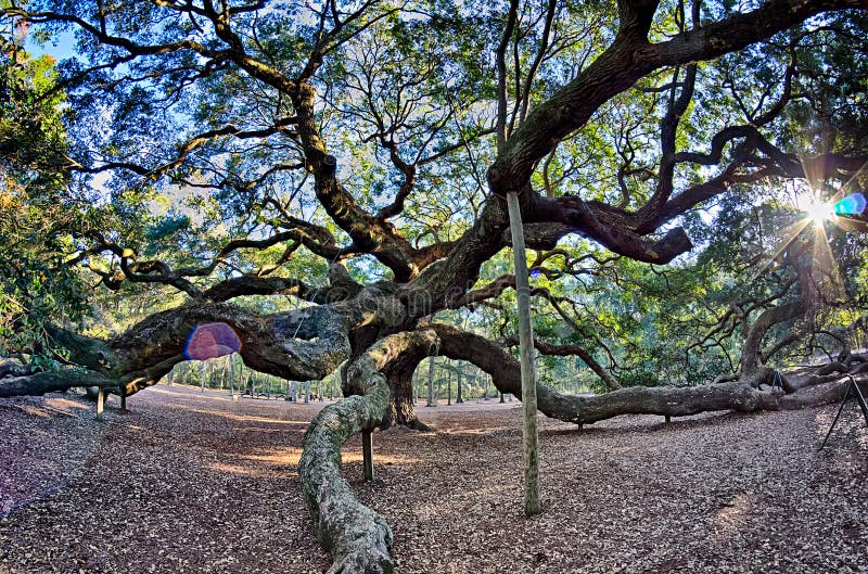 Angel Oak Tree Op John ` S Eiland ZuidCarolina Stock Foto Image of