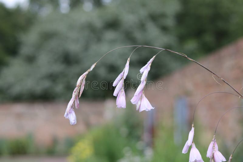 Dierama Plant Stock Photos - Free & Royalty-Free Stock Photos from