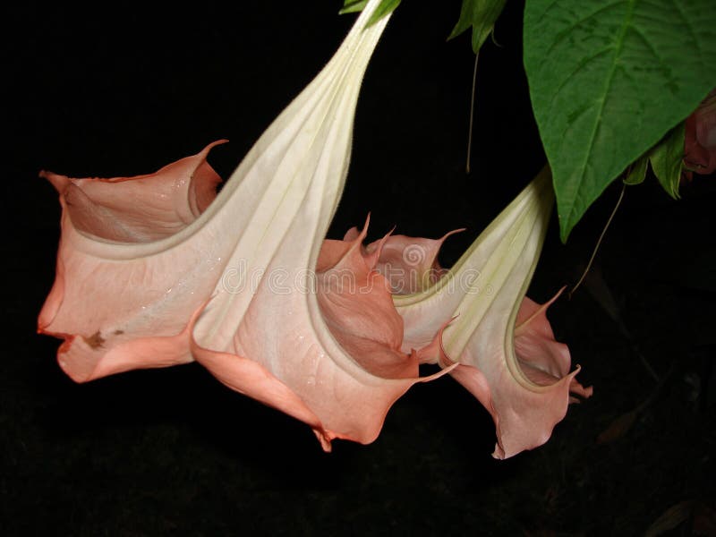 Angel's trumpet stock images