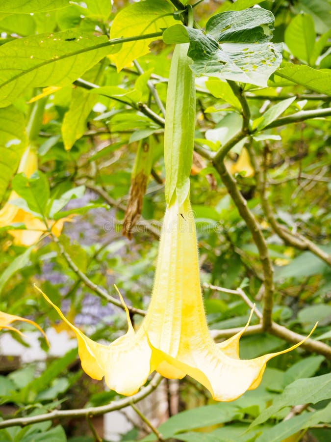 Angel Trumpet Flower in Full Bloom Stock Photo Image of linn, green