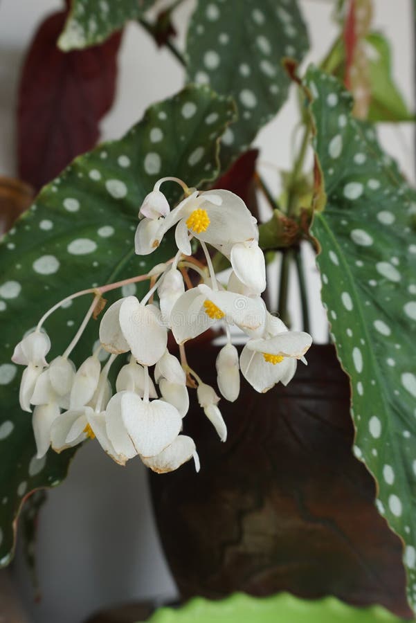 133 Angel Wing Begonia Stock Photos - Free & Royalty-Free Stock Photos from  Dreamstime