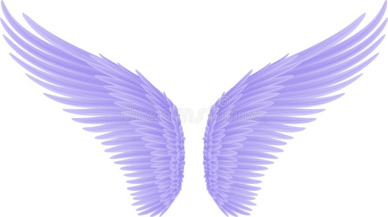 Bird Wings Isolated on White Background Stock Photo - Image of elegance ...