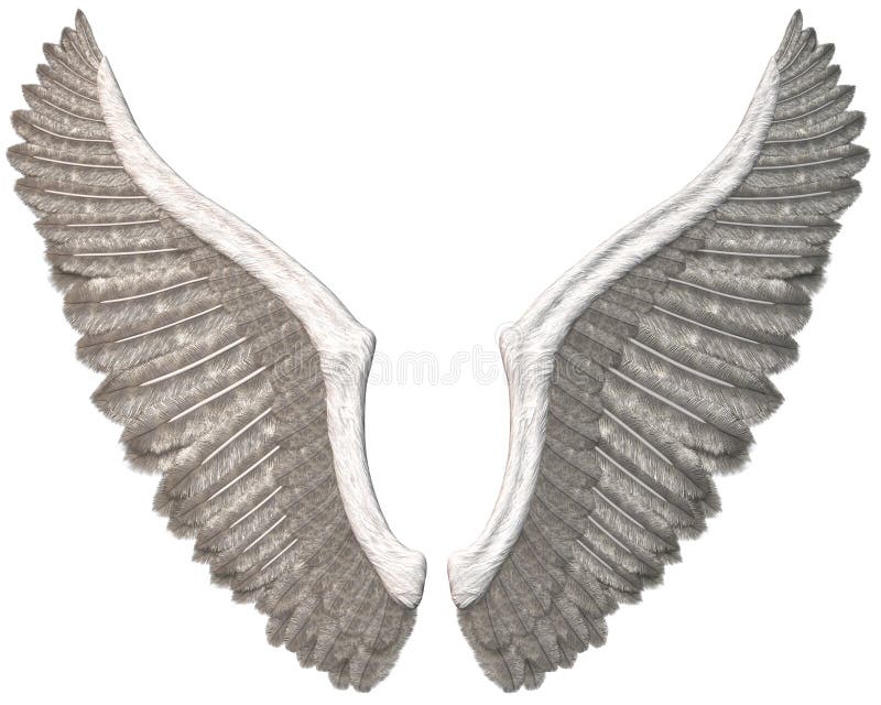 Angel Wings Illustration Isolated branco ilustração royalty free Angel Wings Illustration Isolated branco ilustração royalty free