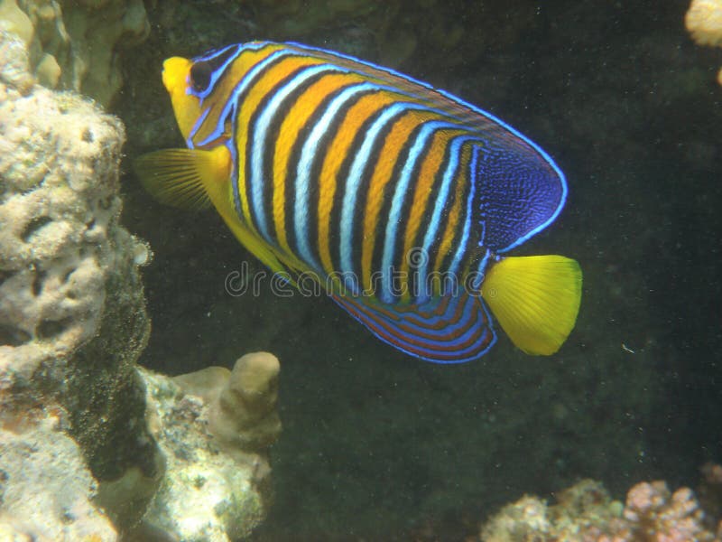 Angelfish