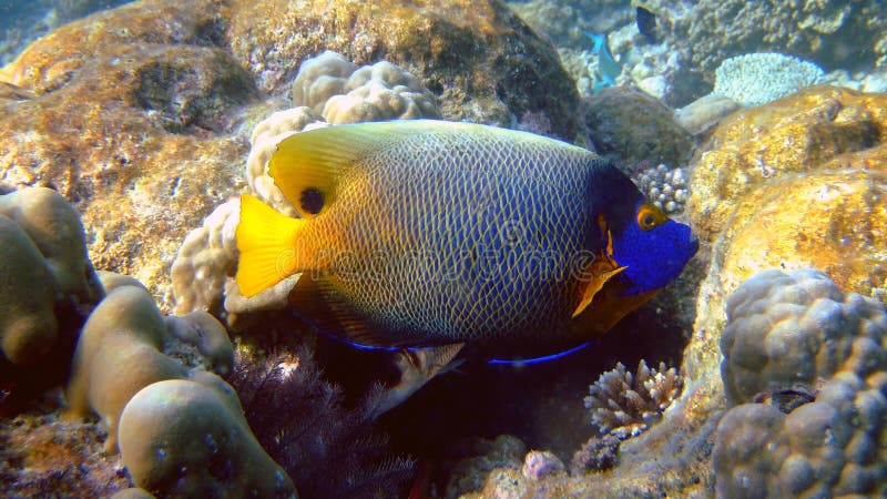 angelfish athuruga blueface Maldives obraz royalty free angelfish athuruga blueface Maldives obraz royalty free