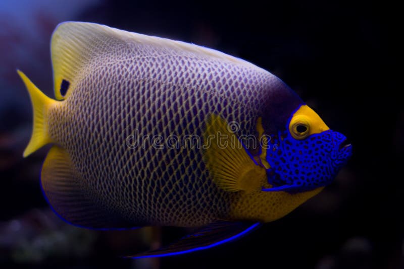angelfish blueface zdjęcia stock angelfish blueface zdjęcia stock