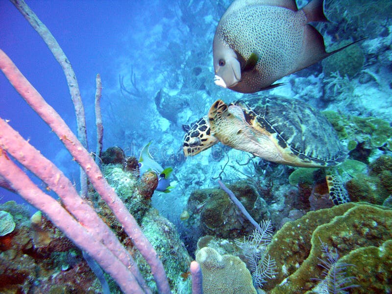 Angelfish com tartaruga foto de stock royalty free Angelfish com tartaruga foto de stock royalty free