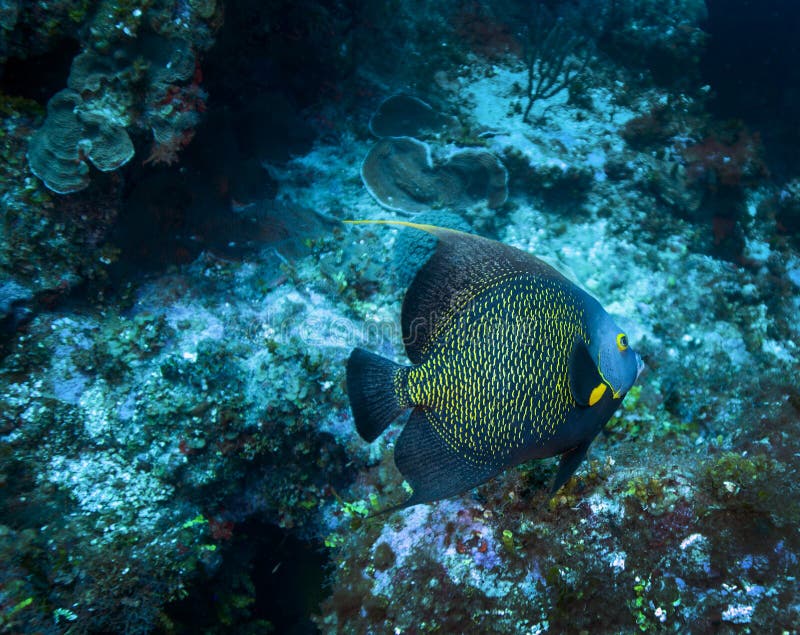 Angelfish francese - Grand Cayman fotografia stock libera da diritti Angelfish francese - Grand Cayman fotografia stock libera da diritti