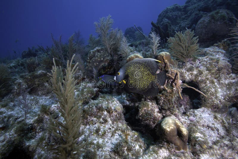Angelfish francês no recife coral
