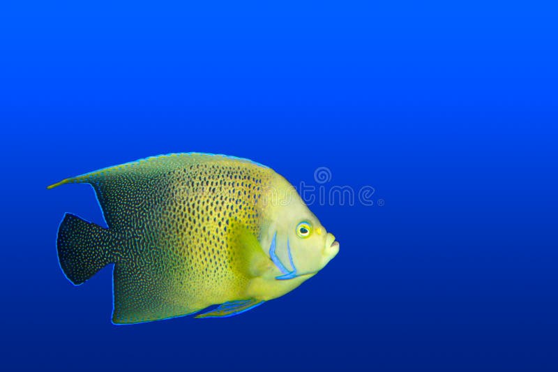 Angelfish im Aquarium getrennt lizenzfreie stockfotografie Angelfish im Aquarium getrennt lizenzfreie stockfotografie