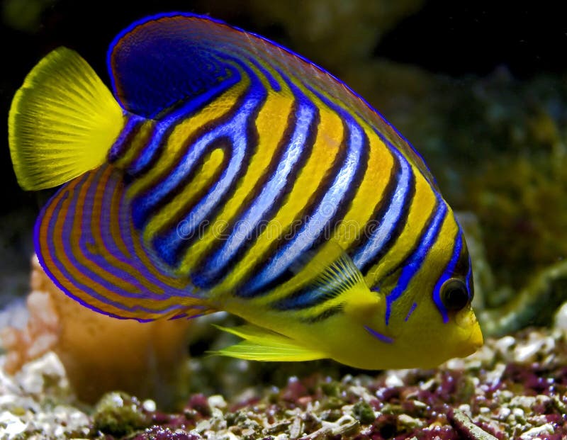 Angelfish royal 1 Angelfish royal 1