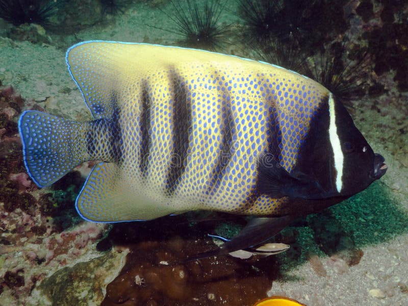 Angelfish réuni par six - sexstriatus de Pomacanthus photo stock Angelfish réuni par six - sexstriatus de Pomacanthus photo stock