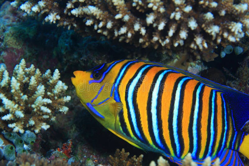 Regal angelfish (Pygoplites diacanthus) in the coral reef. Regal angelfish (Pygoplites diacanthus) in the coral reef