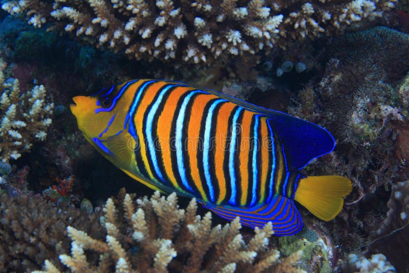 Regal angelfish (Pygoplites diacanthus) in the coral reef. Regal angelfish (Pygoplites diacanthus) in the coral reef