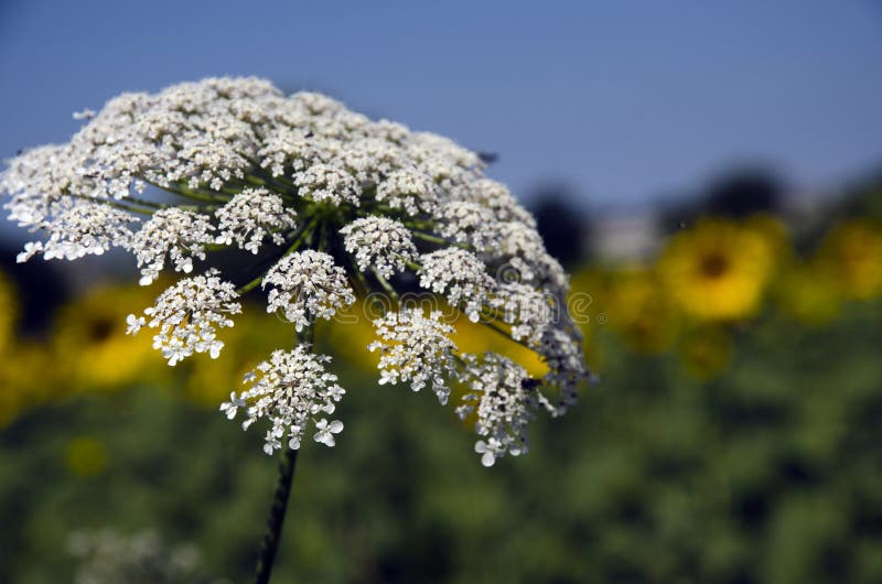 Angelica