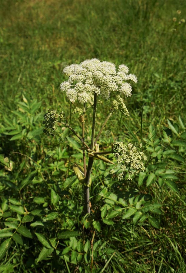 Angelica archangelica in the Tyrolean Alps