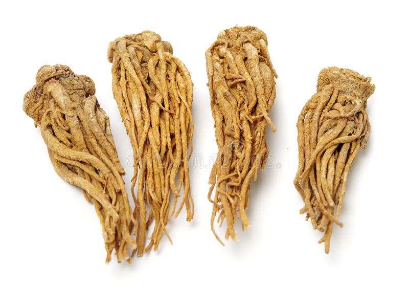 Angelica root