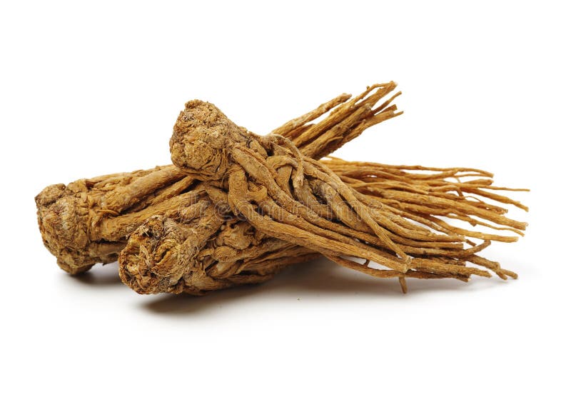 Angelica root