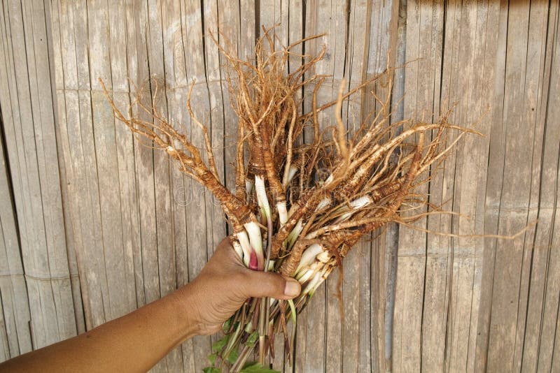 Angelica sinensis on hands