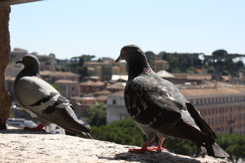 2 pigeons waiting for food on the ledge of the little restaurant in Castel Sant`Angelo in Rome. 2 pigeons waiting for food on the ledge of the little restaurant in Castel Sant`Angelo in Rome.