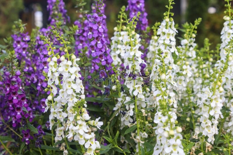 Beautiful field of Angelonia goyazensis flower Family Scrophulariaceae. Beautiful field of Angelonia goyazensis flower Family Scrophulariaceae.