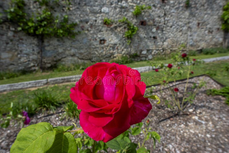 close up of Rosa gallica with rose branches in the background a rose garden with buds and green leaves. close up of Rosa gallica with rose branches in the background a rose garden with buds and green leaves