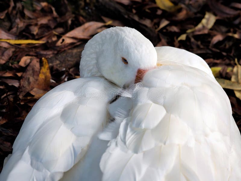 Angeschmiegte flaumige Gans lizenzfreie stockfotos Angeschmiegte flaumige Gans lizenzfreie stockfotos