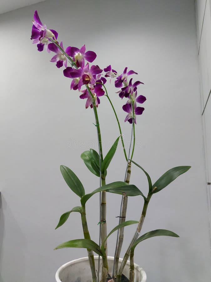 Expensive flower pot stock photo. Image of fresh, still 17645718