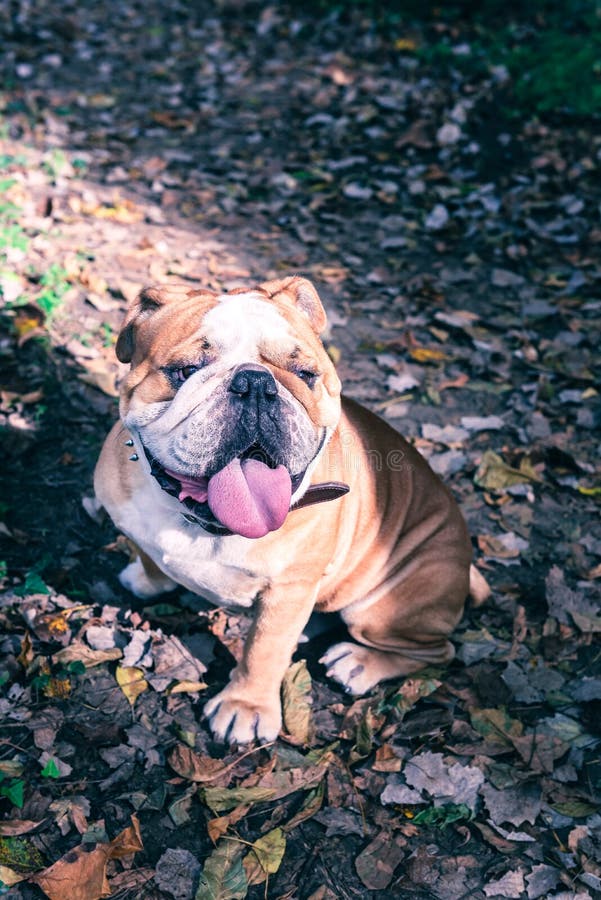 Angielska buldog samiec zdjęcie stock Angielska buldog samiec zdjęcie stock