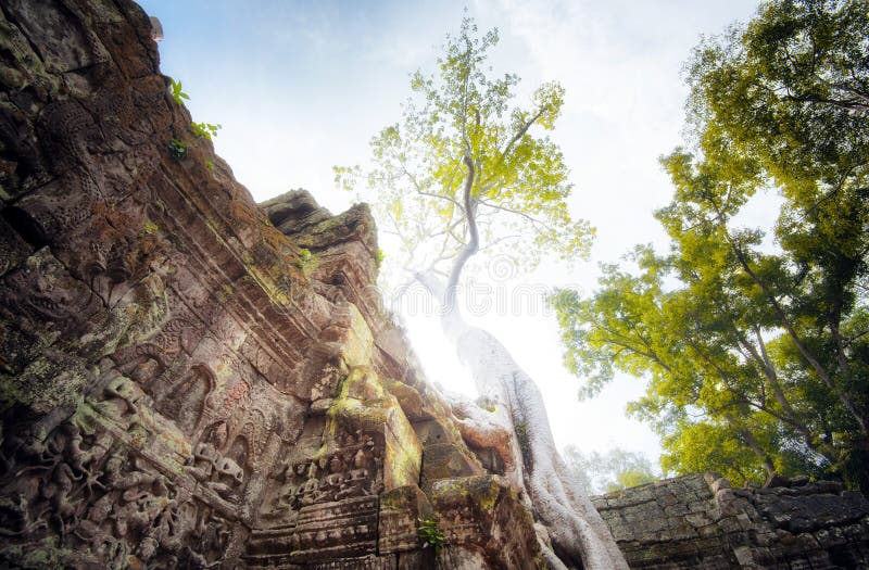 Angkor Wat Cambodia. Ta Prohm Khmer ancient Buddhist temple