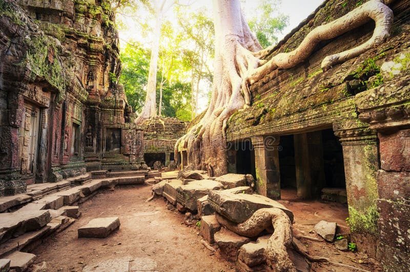 Angkor Wat Kambodja De Khmer oude Boeddhistische tempel van Ta Prohm