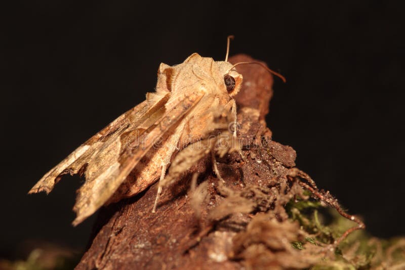 Angle Shades (Phlogophora Meticulosa) Moth Caterpillar Stock Photo Image of invertebrate, moth