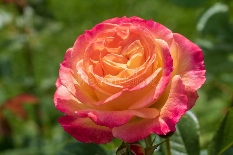 Angled Close Up Of The Rose `Garden Delight` Stock Photo - Image of ...