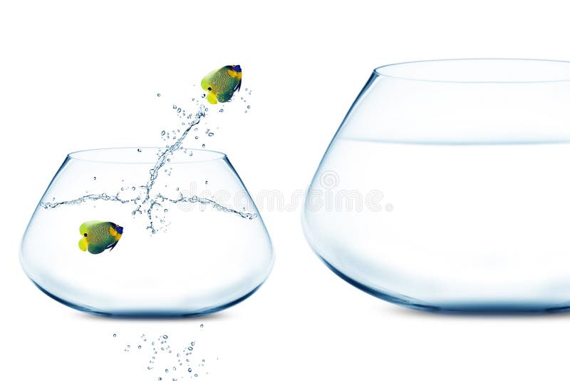 Anglefish en pequeño fishbowl foto de archivo libre de regalías