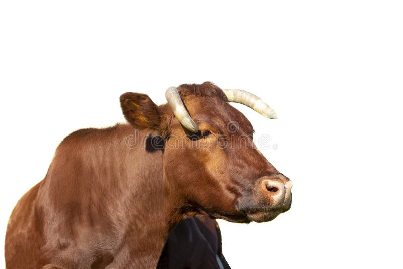 Angler dairy cow close-up on a white background