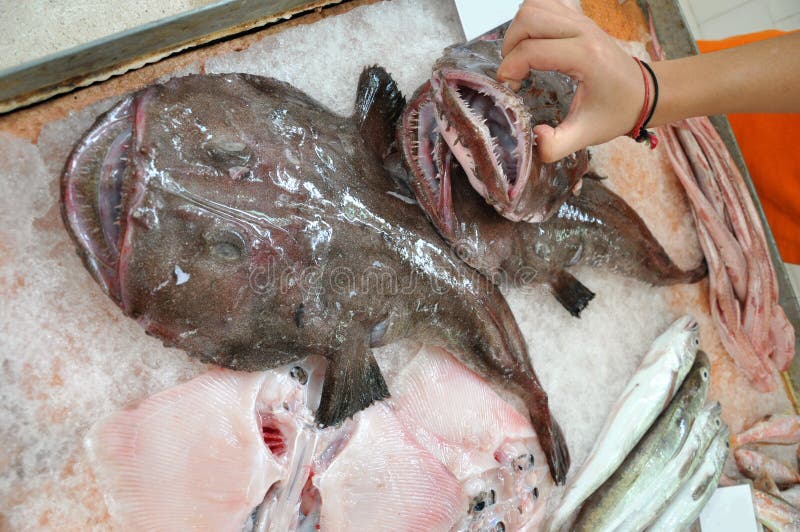 Anglerfische mit einem offenen Mund und zackigen Zähnen - Nahaufnahme stockfoto Anglerfische mit einem offenen Mund und zackigen Zähnen - Nahaufnahme stockfoto