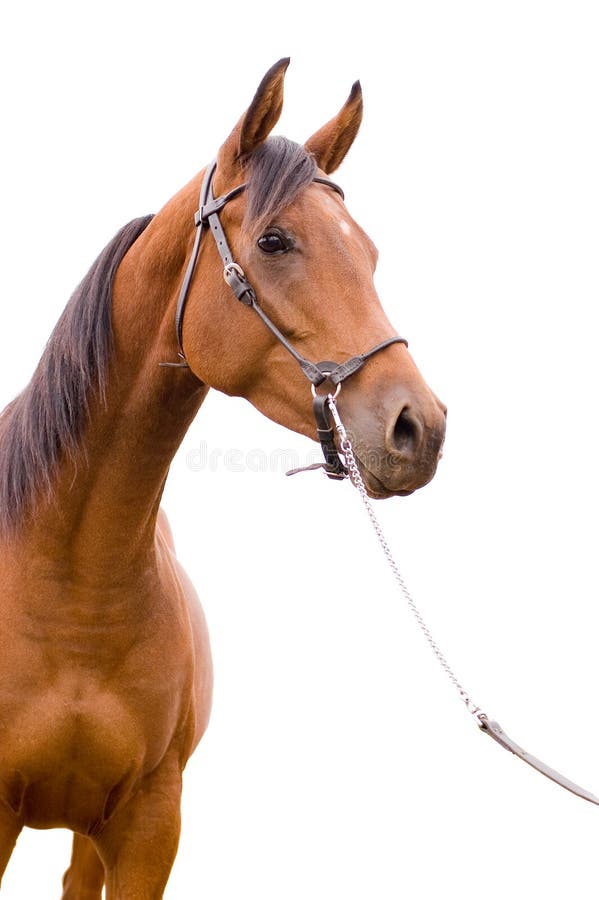 Anglo-arab horse